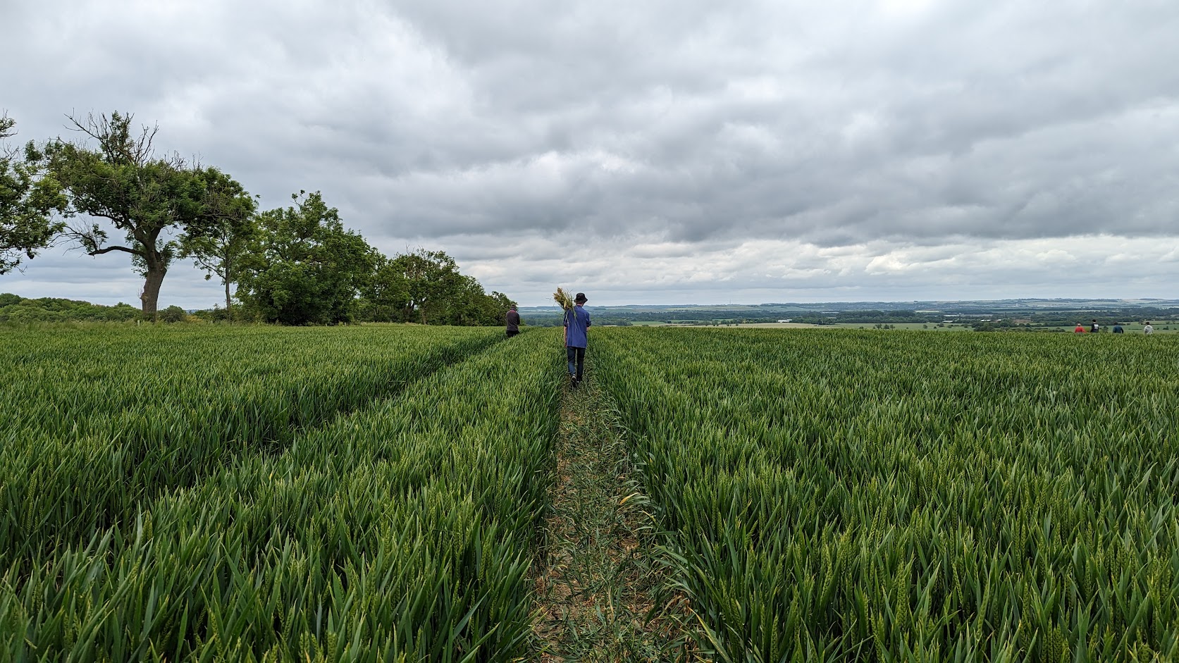 This summer I went to Cambridge to live and work on a massive field, weeding black grass from massive rows of barley. Me and my friend Louie worked 11 hour shifts non-stop for 2 weeks to make good money for summer, was also very good exercise.